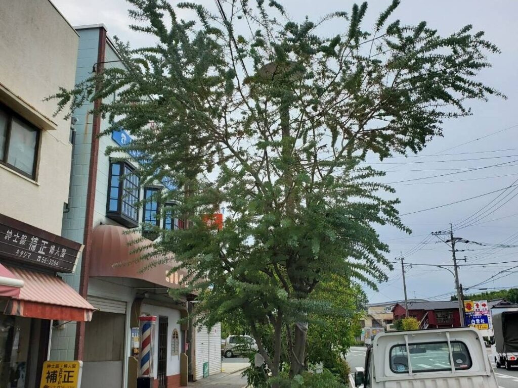 簡単な庭木の伐採、剪定